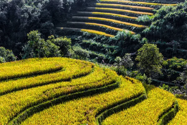 Vista paisagem de campos de arroz no distrito de Mu Cang Chai, VIetnam — Fotografia de Stock