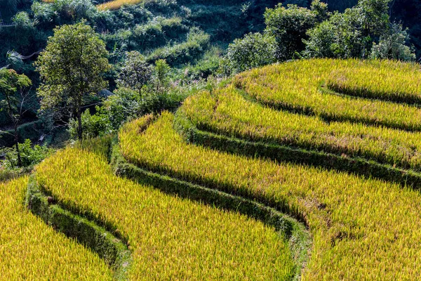 Vista paisagem de campos de arroz no distrito de Mu Cang Chai, VIetnam — Fotografia de Stock