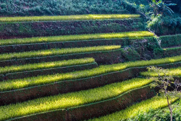 Vista paisagem de campos de arroz no distrito de Mu Cang Chai, VIetnam — Fotografia de Stock