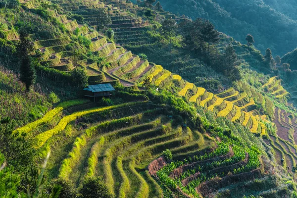 Landscape view of rice fields in Mu Cang Chai District, VIetnam — Stock Photo, Image