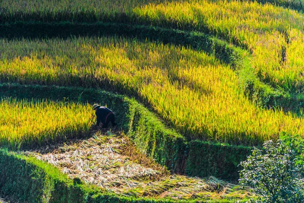 Samostatné zemědělství s vysokým podílem lidské práce ve Vietnamu — Stock fotografie