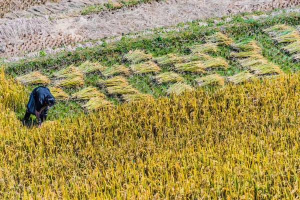 Самодостаточное трудоемкое земледелие в Ветнаме — стоковое фото