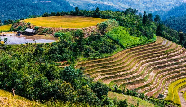 Paisaje de campos de arroz en el distrito de Mu Cang Chai, VIetnam —  Fotos de Stock