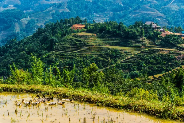 Veduta panoramica della Valle di Sapa nella provincia di Lao Cai in Vietnam — Foto Stock