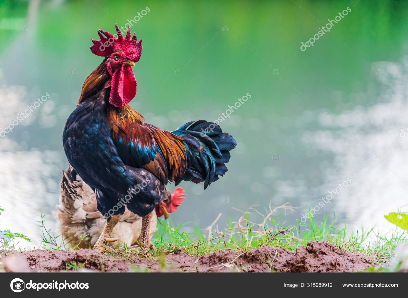 Featured image of post Images Of Roosters And Hens : Vendor booths 398 south broad street brevard nc 28712.