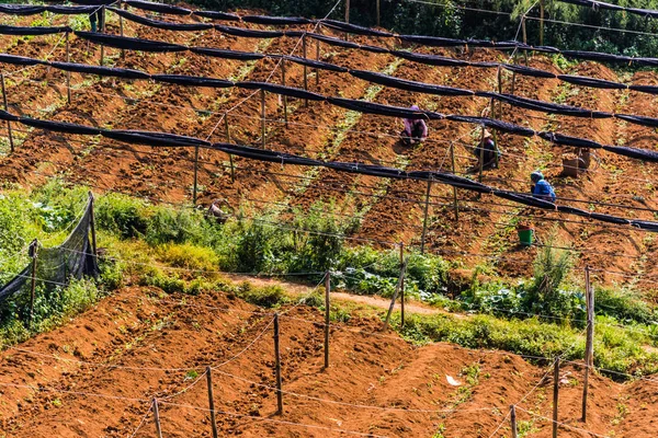 Agricoltura su piccola scala a Sapa, Vietnam — Foto Stock