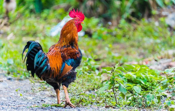 Galo em uma fazenda de aves de capoeira ao ar livre — Fotografia de Stock