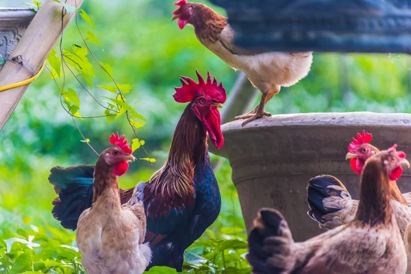 Gallo y gallinas en una granja de aves de corral de libre distribución —  Fotos de Stock