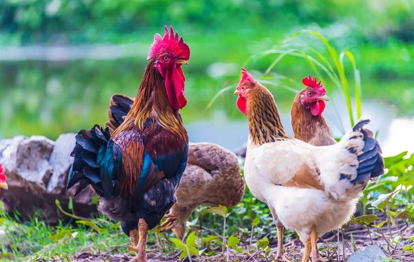 Haan en kippen op een scharrelpluimveehouderij — Stockfoto