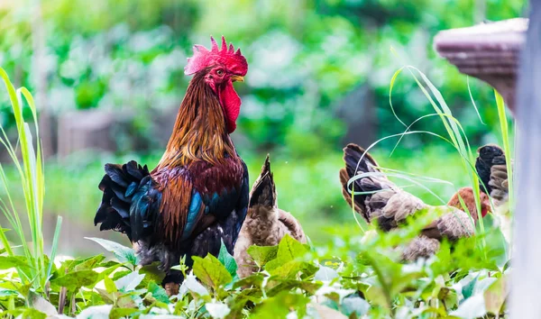 Rooster and chickens on a free range poultry farm — Stock Photo, Image