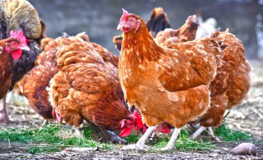 Geleneksel tavuk çiftliğinde tavuklar.