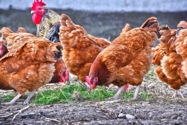 Geleneksel tavuk çiftliğinde tavuklar.