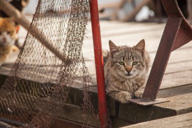Tüm insanlar bir kedi gibi. Ama tüm kediler gibi insanlar