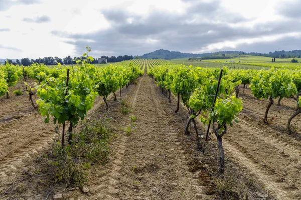 Vineyards near Carcassonne (Aude Languedoc-Roussillon France) at summer — Stock Photo, Image