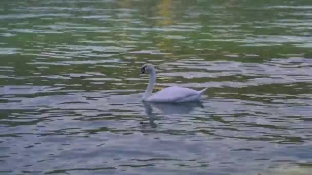 Білий Лебідь Купання Сонячний День Озері Лугано Switzerlan — стокове відео