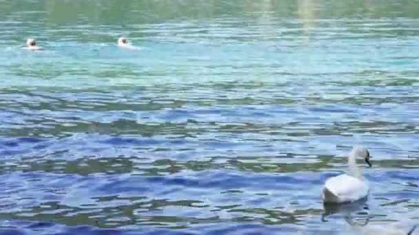 Een Witte Zwaan Zwemmen Het Water Met Mensen Zonnige Dag — Stockvideo