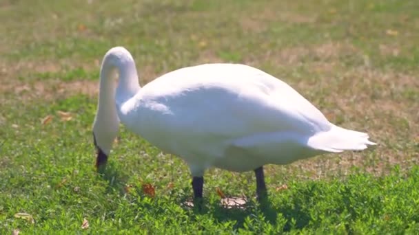 Cisne Comendo Parque — Vídeo de Stock