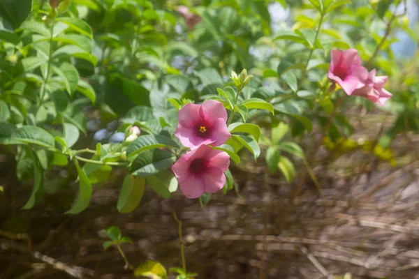 Allamanda Kwiat Przyrodzie — Zdjęcie stockowe