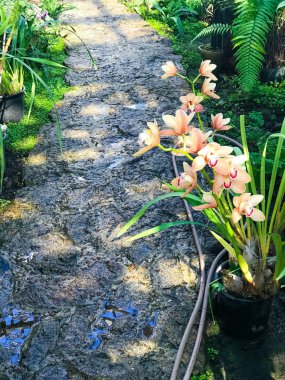 Güzel Orkide Bahçe çiçek