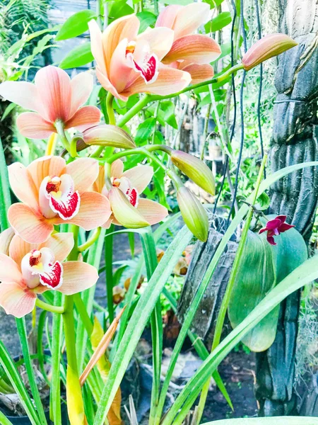 Красивий сад орхідей у цвітіння — стокове фото