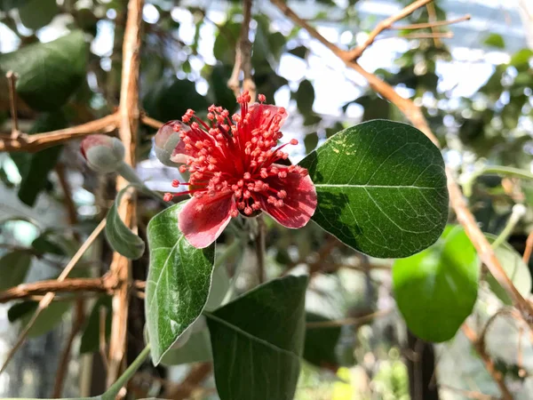 Le féijoa en fleur — Photo