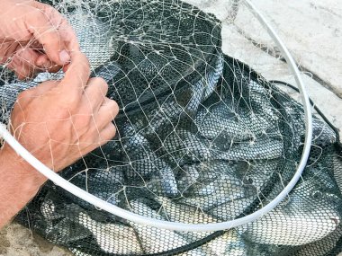 Dorado taze balık ile balık ağlarına.