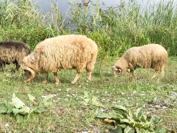 Stádo ovcí na pastvině — Stock fotografie