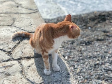 Zencefil tekir kedi deniz kenarı