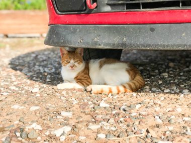 Zencefil tekir kedi deniz kenarı