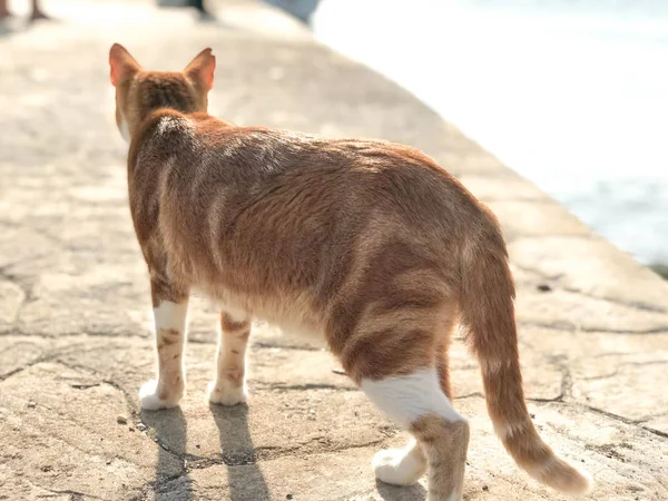 Chat roux Tabby sur la côte de la mer — Photo