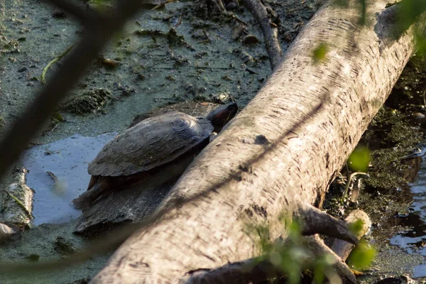 Tartaruga Orelhas Vermelhas Acumular Pântano Tipo Invasivo Animais Rio Rússia — Fotografia de Stock