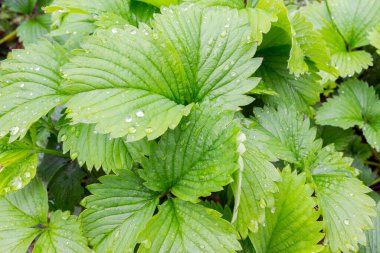 Üzerinde doğal yağmur damlaları olan yeşil bir yaprak. Çiy damlalarıyla birlikte bitki yapraklarını kapatın. Bahçe konsepti Yüzey yaprağında damlacıkların parlaklığı, metin için doğal arkaplan.