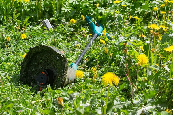 Çimen tarlasında yeşil çim biçme makinesi. Güneşli yaz gününde çimenlikte sulu çimenler ve çiçekler. Karahindiba yok etmek için kablo elektronik budayıcı. Bahçe otu kontrolü ve zararlı bitkilere karşı mücadele