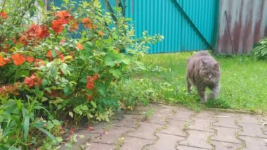 Kayıp hayvanlar barınağından güzel bir kedi, kırmızı çiçekleri geçerek yeni eve yürüyor. Evcil hayvanların yaşamı.