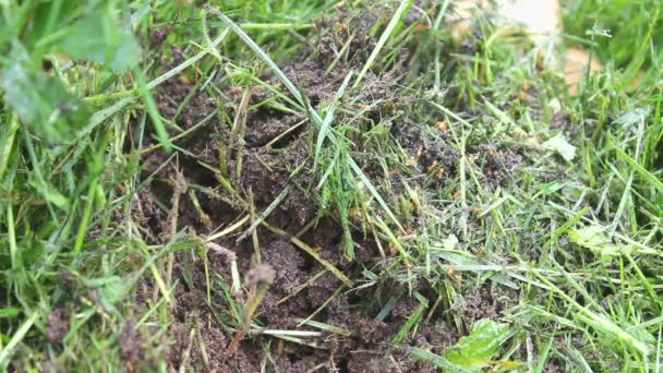 Formigas Laranja Vermelha Correm Torno Formigueiro Danificado Floresta Invasão Formigas — Vídeo de Stock