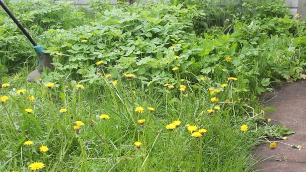 Brutala Manliga Trädgårdsmästare Klipper Högt Grönt Gräs Håller Manliga Händer — Stockvideo