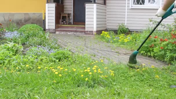 Surový Zahradník Seká Vysokou Zelenou Trávu Mužských Rukou Drží Malou — Stock video