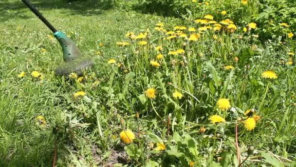 青いTシャツと医療用マスクの背の高い男が芝刈り機で芝生を刈る 暖かい夏の天気 草の風に移動します 民家の庭で雑草やタンポポの制御 — ストック動画