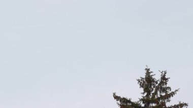 Asya 'dan gelen uçak yere doğru hızla uçuyor ve bir ağacın arkasına düşüyor. 2021 yılının yazında ve sonbaharında uçak düşer..