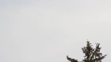 Asya 'dan gelen uçak yere doğru hızla uçuyor ve bir ağacın arkasına düşüyor. 2021 yılının yazında ve sonbaharında uçak düşer..