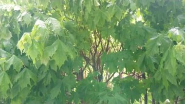 Muson mevsiminde bir ağacın yeşil yapraklarına büyük tropikal yağmur damlaları düşer. Güneş ışınları ağacın tacını delip geçiyor. Rahatlamak için rahatlatıcı bir video..