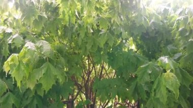 Muson mevsiminde bir ağacın yeşil yapraklarına büyük tropikal yağmur damlaları düşer. Güneş ışınları ağacın tacını delip geçiyor. Rahatlamak için rahatlatıcı bir video..
