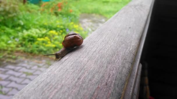 비가온 후에는 커다란 달팽이가 표면에 기어다닌다 홍수는 정원에 민달팽이와 달팽이를 — 비디오