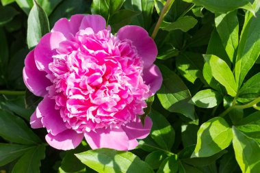 Yeşil yapraklardan oluşan arka planda muhteşem bir şakayık çiçeği. Şakayıklar bahar ve yaz aylarında çiçek açar. Tebrik kartları için uygun ve metin için boşluk var