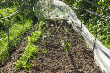 Salatalık ve yeşil marul şiddetli kuraklık ve kötü hava nedeniyle seranın içindeki bahçede yetişmiyor. Çiftçilerin ve özel sebze tedarikçilerinin sorunu. mahsul kaybı kavramı