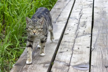 Genç bir kedi çimlerin yanındaki tahta bir yüzeyde yürüyor ve büyük yeşil gözlerle kameraya bakıyor. Hayvan koruma ve kene ve pirelerden korunma kavramı