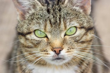 Bir leopar renkli kedi büyük yeşil-sarı gözleriyle kameraya bakar. Sorunlar kavramı covid-19 yüzünden Evcil hayvanlar sokağa atılmaya başladı