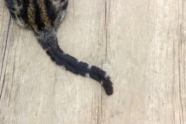 Tahta bir yüzeyde leopar renkli bir kedinin kuyruğu. Reklam ve metin için yer var. Tasarım fikri