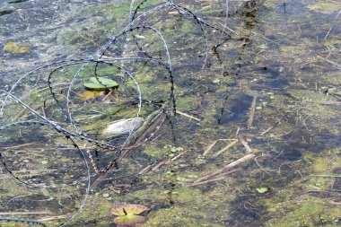 Ölü balıklar, nehrin yeşil ve kirli sularında yüzer. Gezegendeki ekoloji ve su saflığı sorunu. Su endüstriyel atıklarla kirlenmiş. Uluslararası Temizlik Günü konsepti
