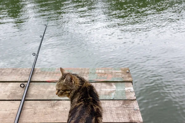 Een Kat Zit Naast Een Hengel Een Houten Pier Wacht — Stockfoto